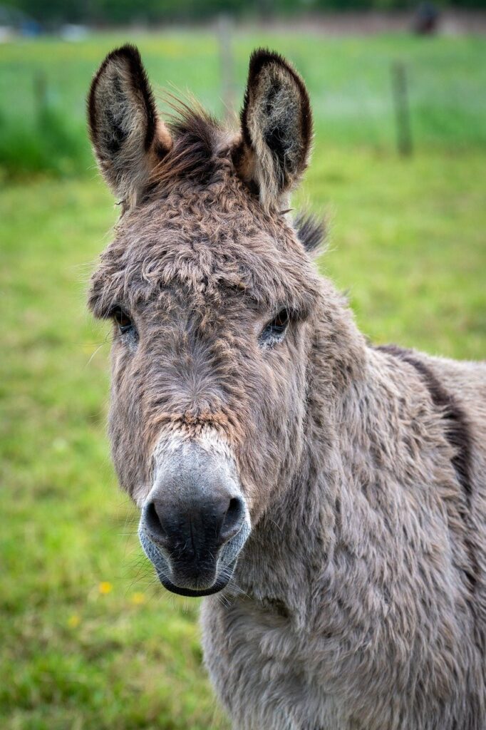 donkey, phone wallpaper, mammal-8297639.jpg